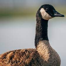 real goose